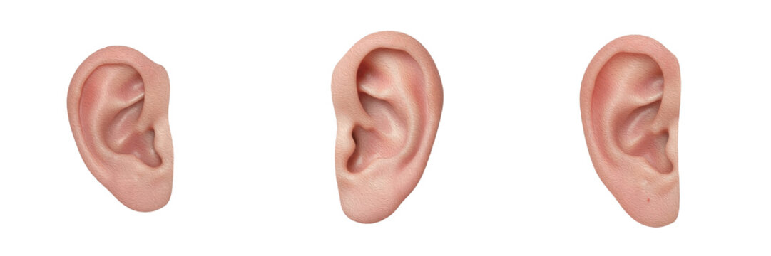 Human outer ear isolated on white background, auricle anatomy, pinna, external auditory canal, ear structure, human hearing organ, medical illustration, external ear organ diagram, human internal anat