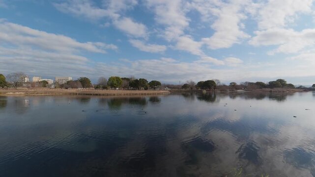 Static shot of waterfowl floating on a calm lake under a blue sky