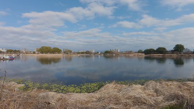 Static shot of waterfowl floating on a calm lake under a blue sky