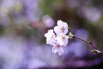 美しい桜の風景