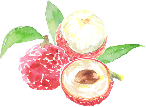 ライチの水彩イラスト　ベクター