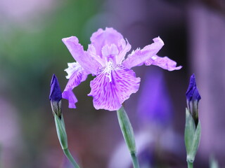 春の美しいアヤメの花