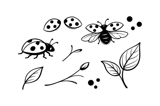 Black and white ladybugs and leaf sketches with botanical elements