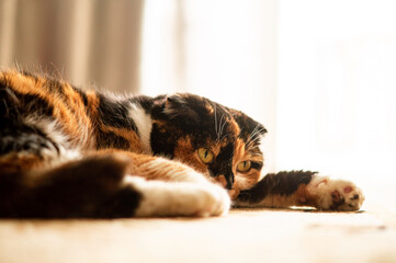 Beautiful spotted cat lying on the carpet.