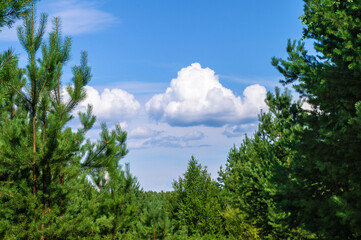 Young spruce trees in the forest. Coniferous trees against a blue sky with clouds.