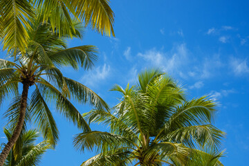 Coconut palms against blue sky. Beautiful tropical forest.