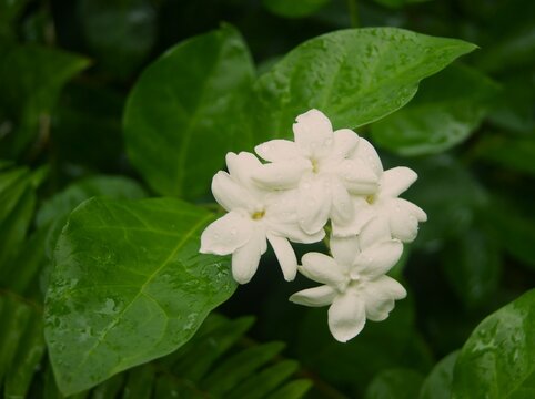 Jasmin d'Arabie - Jasminum sambac