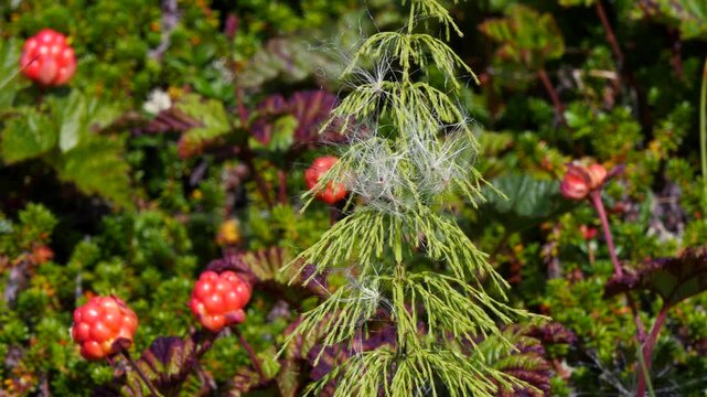 The stem of a green horsetail trembles in the wind in the polar tundra on a sunny summer day.