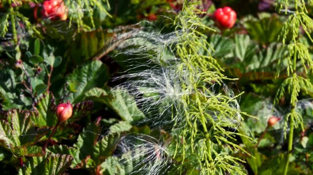 The stem of a green horsetail trembles in the wind in the polar tundra on a sunny summer day.