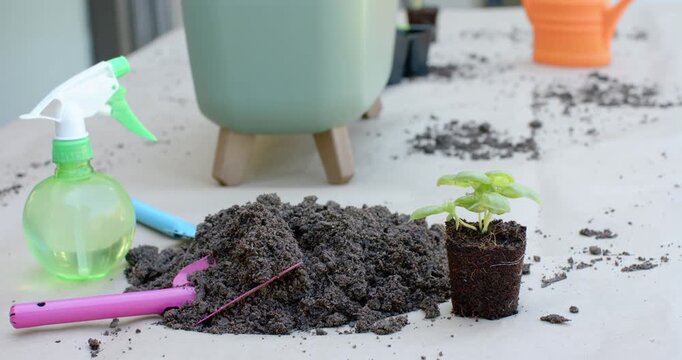 Camera is panning right, revealing potting soil pile and seedling in peat plug for repotting