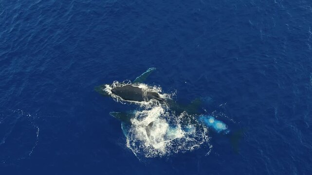 A humpback whale calf swims energetically next to its adult near ʻEua Island, Tonga, repeatedly slapping its tail on the water, creating splashes, captured by drone, showing playful and lively marine