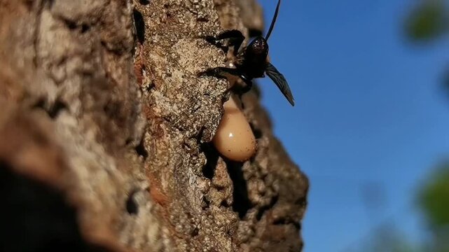 Bees often take sap from mango trees to make propolis, a glue that protects the hive from germs