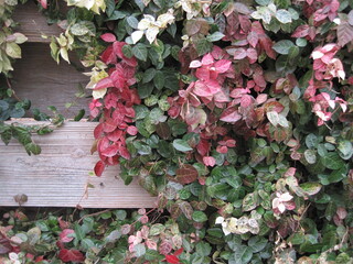 Red, white, and green Japanese star jasmine with wooden fence photographed in Japan in January