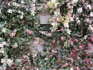 Red, white, and green Japanese star jasmine with wooden fence photographed in Japan in January