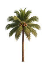 Obraz premium Single coconut palm tree with green fronds and coconuts, isolated on white background. Represents tropical nature, plant life, and exotic environments.