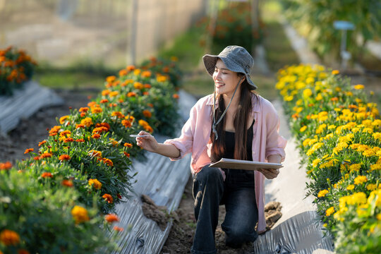 Woman working on flower farm checking marigold plants