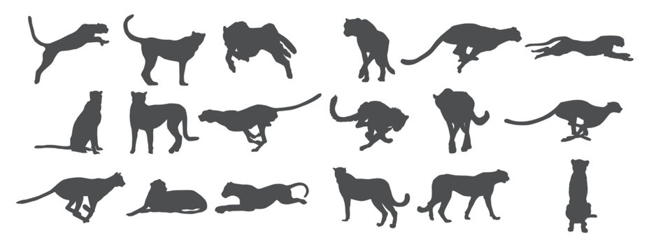 cheetah silhouettes vector illustration