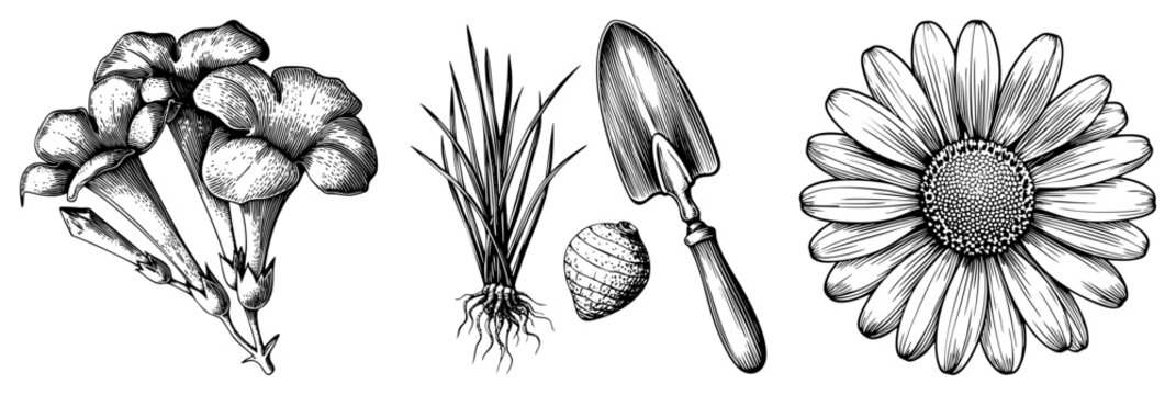 Hand drawn botanical sketches of trumpet flowers, grass roots, trowel, seed pod, and daisy, rendered in detailed art, ideal for garden design or vintage print projects.