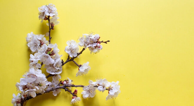 Flowering branch of cherry and apricot on yellow background, soft natural light, background for still life.