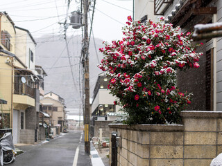 雪が積もった住宅街の山茶花
