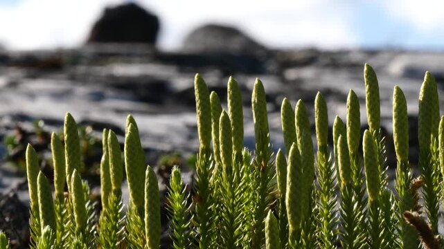 The stems of a green horsetails trembles in the wind in the polar tundra on a sunny summer day.