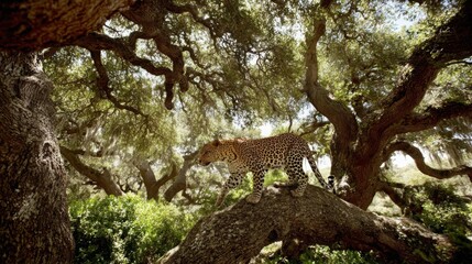 Agile leopard leaping gracefully between ancient tree branches in lush green forest canopy