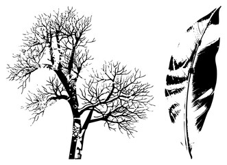 Fototapeta premium Stylized bare tree with intricate branches and textured feather leaf, vector illustration, nature graphic, botanical, minimalist design.