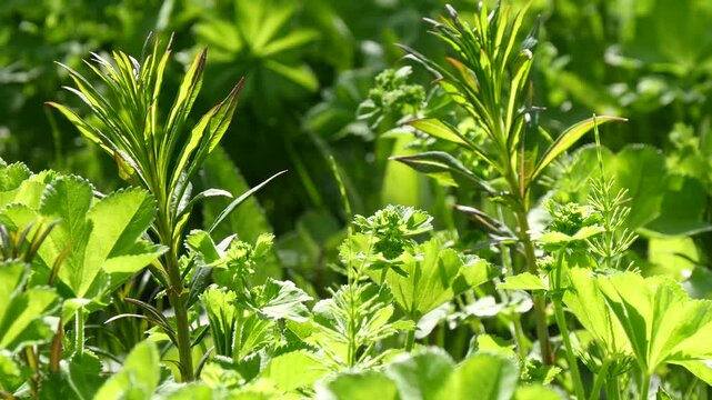Plants of the polar tundra sway in the wind in the light of the bright sun on a clear summer day. Intricate play of light and shadow.