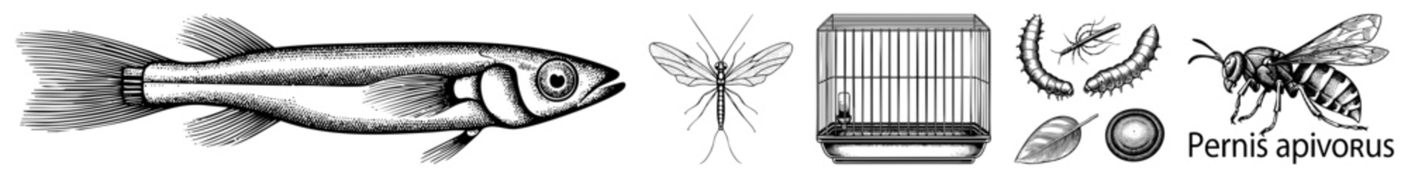 Vector depiction of Pernis apivorus, bee eating bird, alongside fish, mosquito, cage, caterpillar, leaf, and seed. Black and white engraved style, scientific illustration.