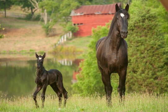 Percheron Draft Horse mare with newborn foal n pasture with pond and dilapidated red barn