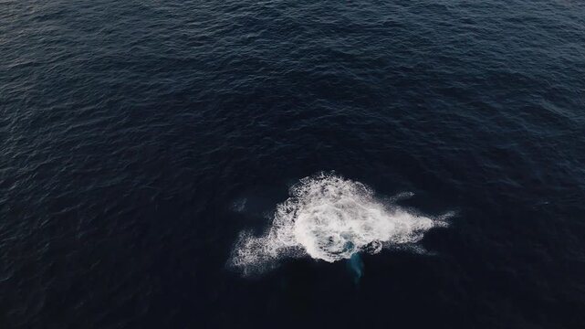 A joyful humpback whale calf leaps energetically out of the water near ʻEua Island, Tonga, while adult whales swim closely nearby, captured by drone, showing playful behavior and a lively marine