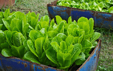 Close-up Fresh and organic green cos lettuce growing in the garden.