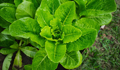 Close-up Fresh and organic green cos lettuce growing in the garden.