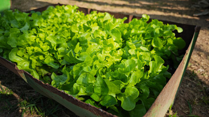 Fresh Green Lettuce, Salads vegetable in the planting plot.