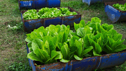 Green cos lettuce grown in a small halved metal buckets: a creative agricultural concept.