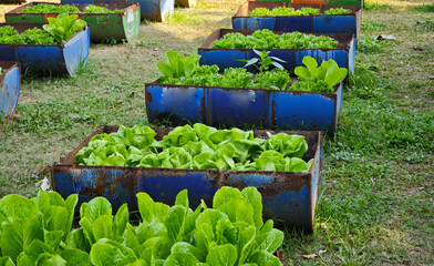 Green cos lettuce grown in a small halved metal buckets: a creative agricultural concept.