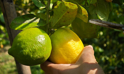Woman hands holding a cutting tool and cutting off lemons from the lemon tree