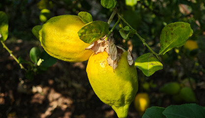 Lemon, Citrus tree with lemon fruits, Fruit growing in the open air, Agriculture Concept