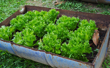 Fresh Frillice Iceberg lettuce leaves, Salads vegetable in the planting plot.