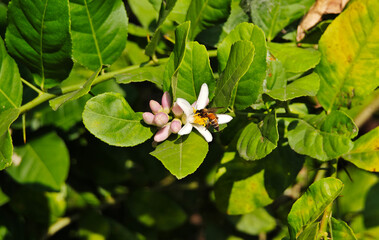 The lemon tree is blooming.