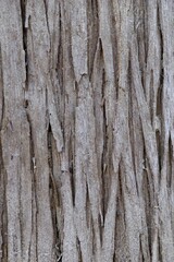 Fototapeta premium Eastern Red Cedar Bark Texture Background Close Up