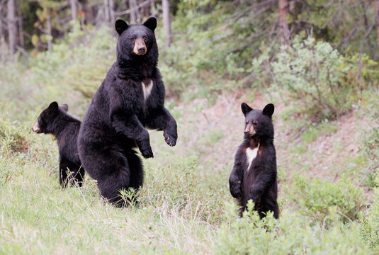 A family of balck bears