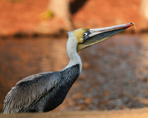 Side profile portrait of a brown pelican captured near water in warm natural light. © Dmytro