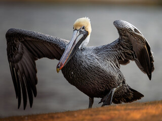 Side profile portrait of a brown pelican captured near water in warm natural light. © Dmytro