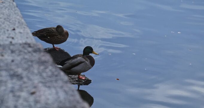 Ducks on stone edge staring at still water - high, slow motion shot