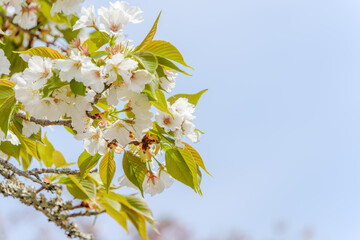 青空を背景に咲く白い山桜の枝とコピースペース