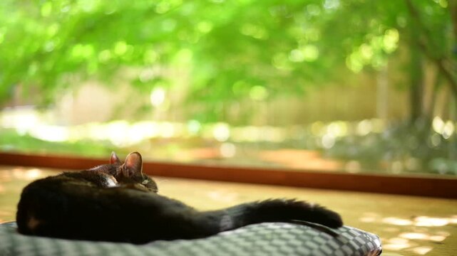 新緑の庭を背景に鼻チューをするキジ猫と黒猫