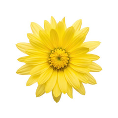 A vibrant yellow sunflower with delicate petals and a textured center. isolated on transparent background