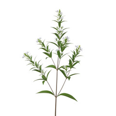 Obraz premium A close-up view of a tall, slender plant with small white flowers and green leaves. isolated on transparent background