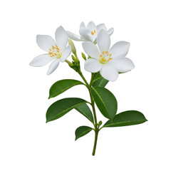 Fototapeta premium A delicate white flowering branch with green leaves against a white background isolated on transparent background